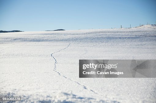 Footprints on snow covered landscape against clear blue sky Footprints on snow covered landscape against clear blue sky