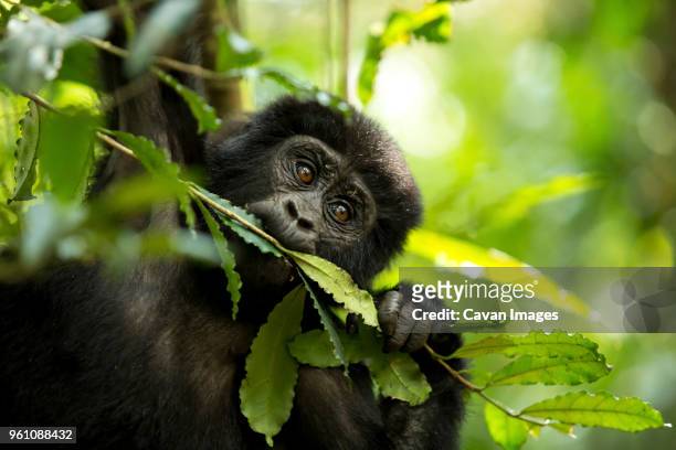 close-up of chimpanzee eating plant in forest - chimpanzé photos et images de collection