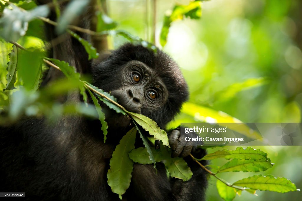 Close-up of chimpanzee eating plant in forest