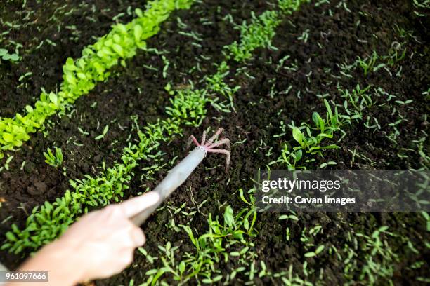 high angle view of womans hand loosening soil with gardening fork in greenhouse - forca da giardino foto e immagini stock