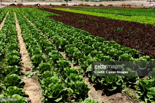 leaf vegetables growing on field - moorpark stock pictures, royalty-free photos & images