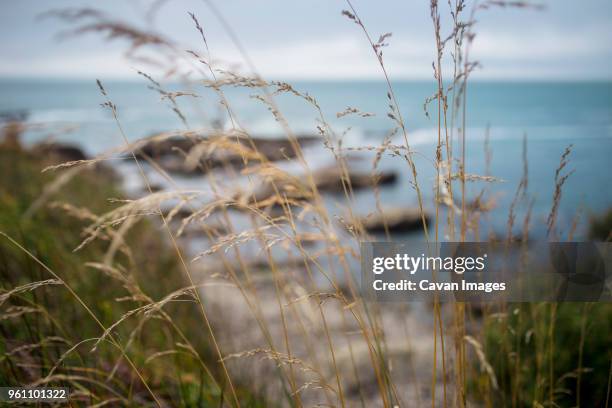 close-up of plants against sea at a_o nuevo state park - pescadero stock pictures, royalty-free photos & images