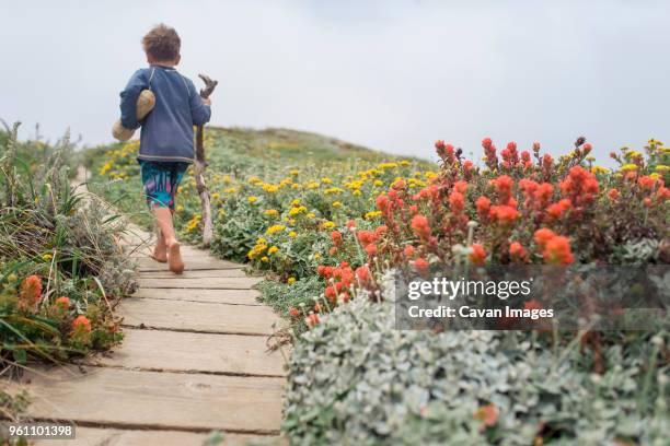 rear view of boy carrying firewood while walking on boardwalk amidst field at a_o nuevo state park - pescadero stock pictures, royalty-free photos & images