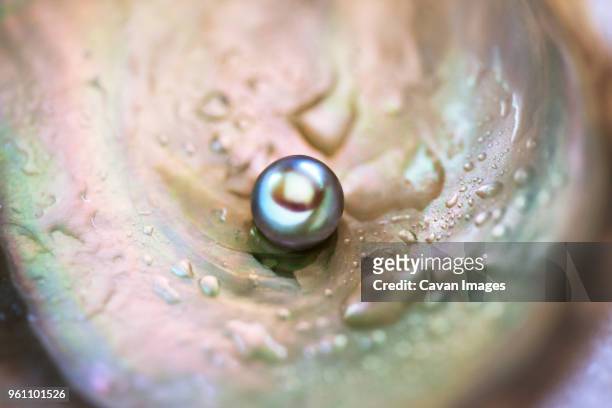 close-up of pearl in wet oyster - pearl stock pictures, royalty-free photos & images