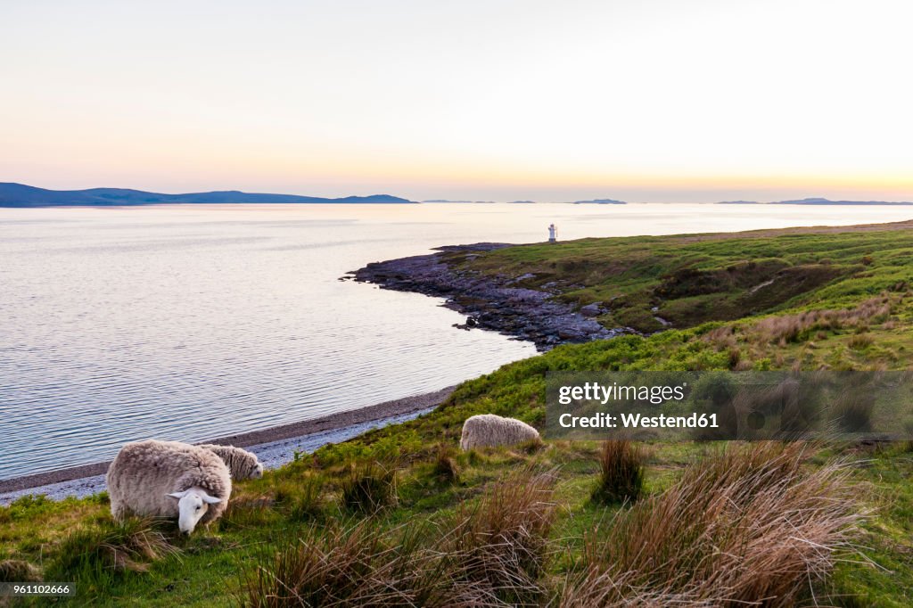 United Kingdom, Scotland, Highland, Loch Broom, near Ullapool, Rhue Lighthouse, sheep on meadow in the evening light