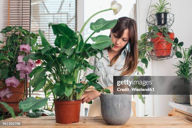 woman caring for a peace lily - topfpflanze stock-fotos und bilder