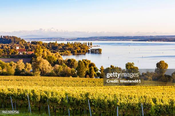 germany, baden-wuerttemberg, lake constance near ueberlingen, vineyards - bodensee stock pictures, royalty-free photos & images