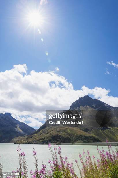 austria, vorarlberg, alpen, silvretta dam and bielerhohe, fireweed flowers in foreground, epilobium angustifolium - montafon valley stock pictures, royalty-free photos & images