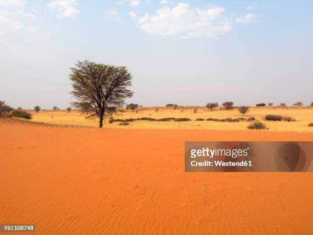 africa, namibia, kalahari - kalahari desert 個照片及圖片檔