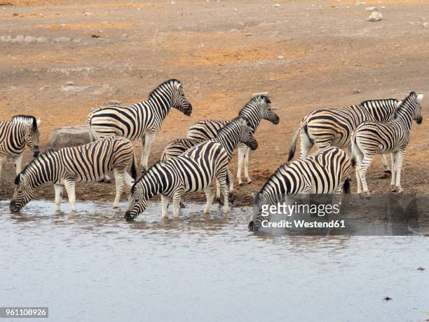africa, namibia, etosha national park, plains zebras at waterhole, equus quagga - billabong water stock pictures, royalty-free photos & images