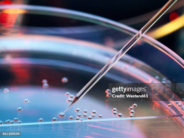 stem cell research, nuclear transfer being carried out on several embryonic stem cells for cloning - human embryo stock-fotos und bilder