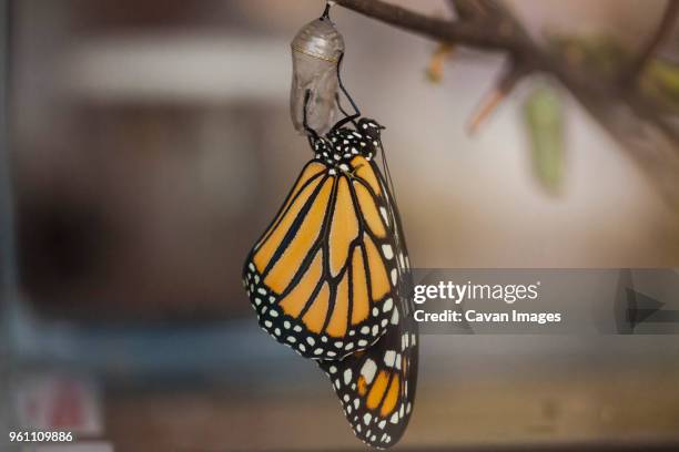 close-up of butterfly on cocoon hanging on twig - butterfly cacoon stock pictures, royalty-free photos & images