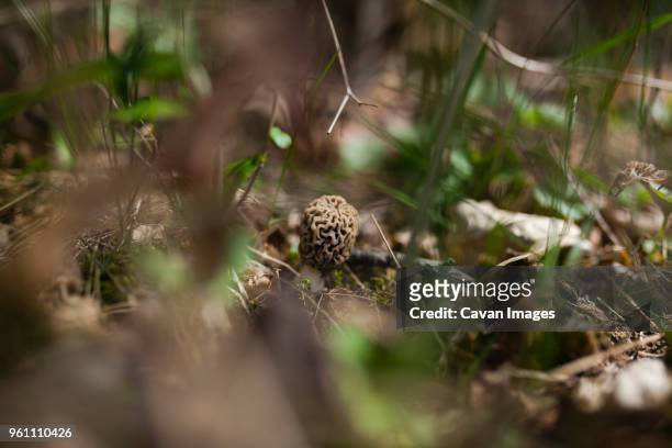 close-up of morel mushroom growing on field - morel mushroom stock pictures, royalty-free photos & images