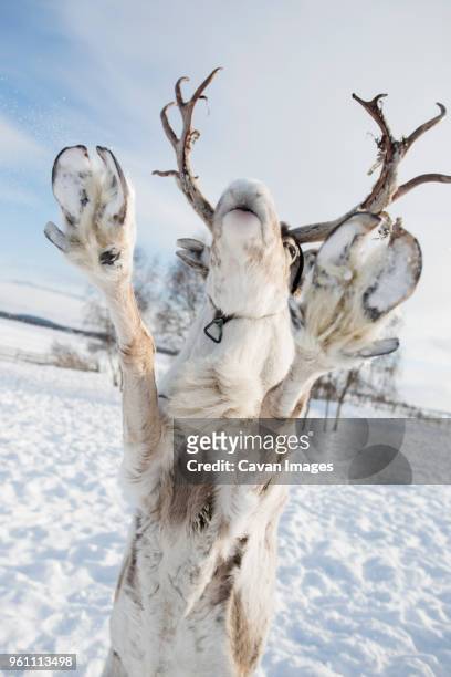 reindeer rearing up on snowy field against sky - se cabrer photos et images de collection