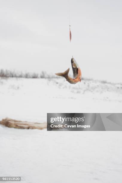 view of arctic char caught in fishing line against sky at abisko national park - char stock pictures, royalty-free photos & images