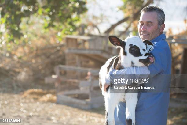 smiling man carrying calf while standing on field in farm - calf stock-fotos und bilder