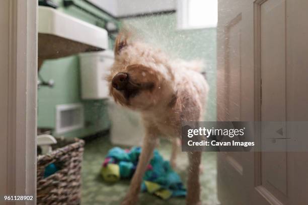 dog shaking hair while standing at doorway - schütteln stock-fotos und bilder