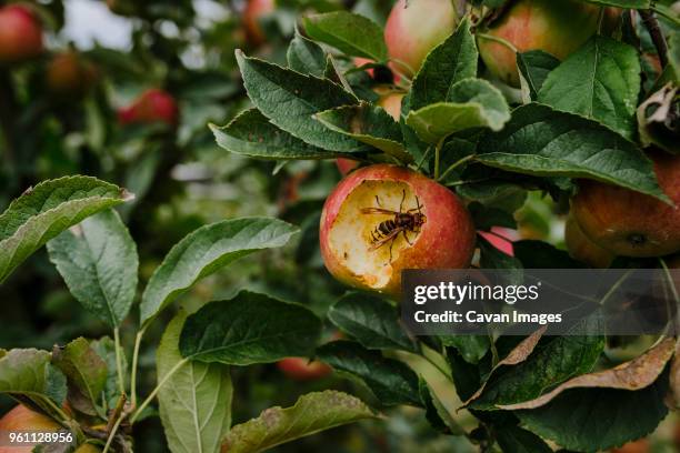 Apple Bee Insect 755 Apple Bee Stock Photos, High-Res Pictures, and Images - Getty Images