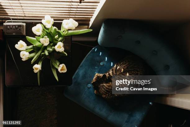 overhead view of cat resting on chair by window at home - tulips cat stock-fotos und bilder