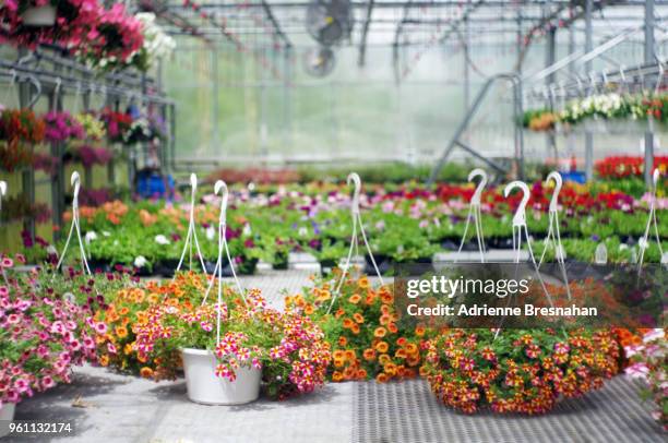 hanging baskets of flowers - centro-per-il-giardinaggio foto e immagini stock