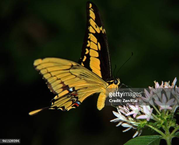 swallowtail butterfly feeding on ixora flowers - butterfly effect stock-fotos und bilder