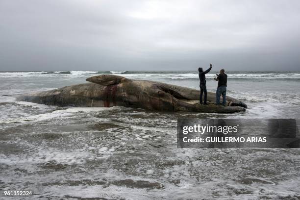 Men stand on a beached whale found dead in Rosarito, Baja California State, Mexico, on May 21, 2018.