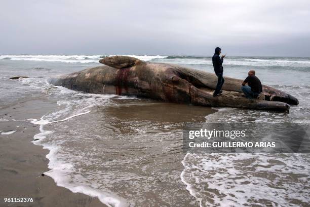 Men stand on a beached whale found dead in Rosarito, Baja California State, Mexico, on May 21, 2018.