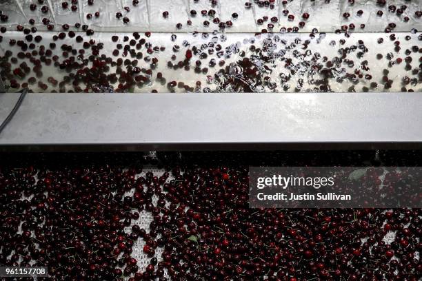 Fresh cherries make their way through a sorting machine at Delta Packing on May 21, 2018 in Lodi, California. Adverse weather conditions over several...