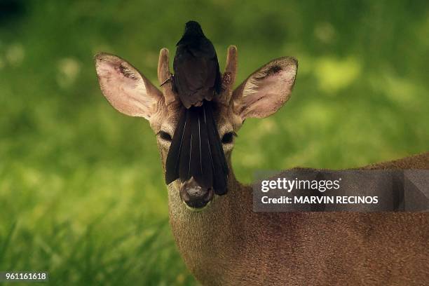 Bird rests on the head of a white-tailed deer roaming free in San Jose Villanueva, 25 km southwest of San Salvador, on May 21, 2018.