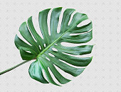 Monstera leaves on white background.Tropical,botanical nature concepts ideas.flat lay.clipping path