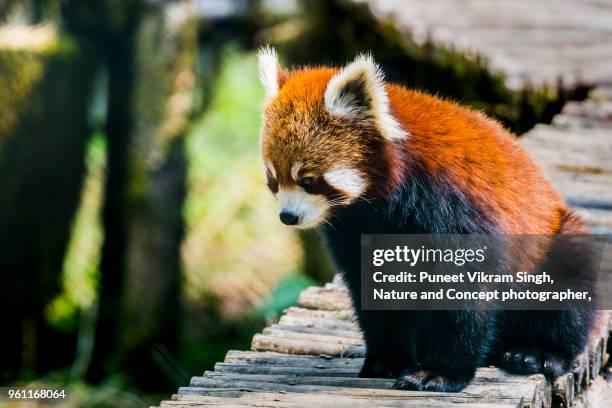 a disappointed red panda - red panda stock-fotos und bilder