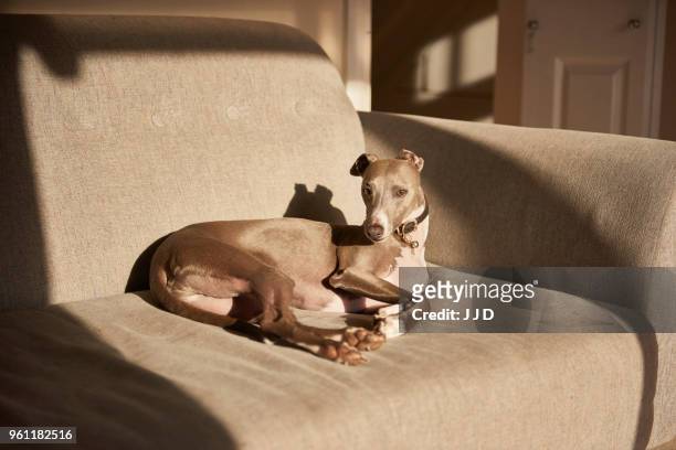 grey whippet lying on sofa, portrait - whippet 個照片及圖片檔