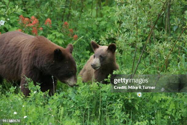 cinnamon bear and cub - omnivorous stock pictures, royalty-free photos & images