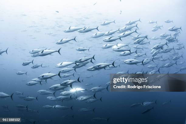 school of yellowfin tuna, revillagigedo archipelago, tamaulipas, mexico - ahi tuna bildbanksfoton och bilder