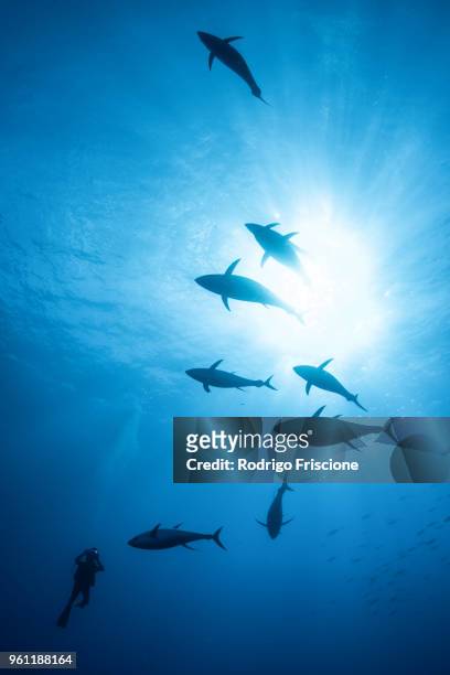 diver photographing school of yellowfin tuna, revillagigedo archipelago, tamaulipas, mexico - revillagigedo stock pictures, royalty-free photos & images