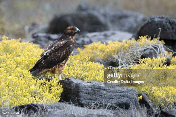 galapagos hawk (buteo galapagoensis) perched on rock, espanola island, galapagos islands, ecuador - galápagosbuizerd stockfoto's en -beelden