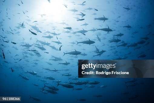 School of yellowfin tuna, Revillagigedo Archipelago, Tamaulipas, Mexico School of yellowfin tuna, Revillagigedo Archipelago, Tamaulipas, Mexico