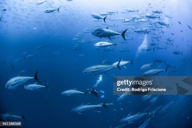 diver with school of yellowfin tuna, revillagigedo archipelago, tamaulipas, mexico - yellowfin tuna stock pictures, royalty-free photos & images
