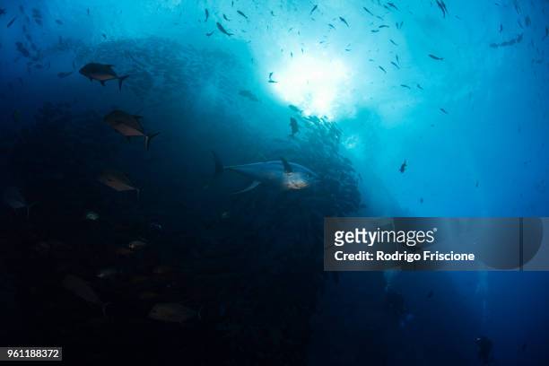 diver photographing school of yellowfin tuna, revillagigedo archipelago, tamaulipas, mexico - yellowfin tuna stock-fotos und bilder