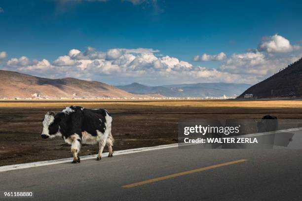 cows walking on road, shangri-la county, yunnan, china - shangri la county stock pictures, royalty-free photos & images