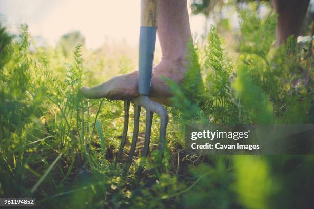 low section of man using gardening fork at community garden - forca da giardino foto e immagini stock