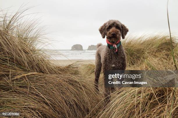 portrait of poodle standing on shore amidst grass at cape lookout state park - tillamook county stock-fotos und bilder