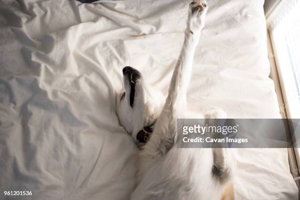 high angle view of dog stretching on bed at home - dog stretching stock pictures, royalty-free photos & images