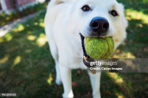 portrait of white dog holding ball in mouth while standing in yard - carrying in mouth stock pictures, royalty-free photos & images