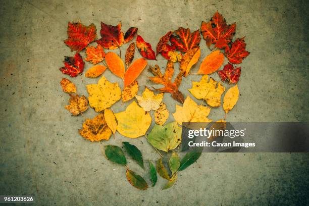 high angle view of autumn leaves arranged in heart shape on footpath - maple leaf heart stock pictures, royalty-free photos & images