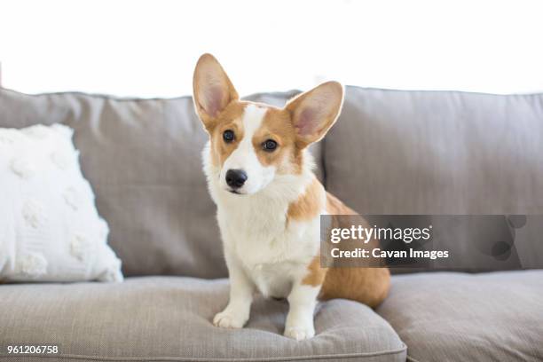 corgi couch