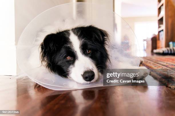 portrait of border collie wearing cone collar while relaxing on floor at home - hondenkraag stockfoto's en -beelden