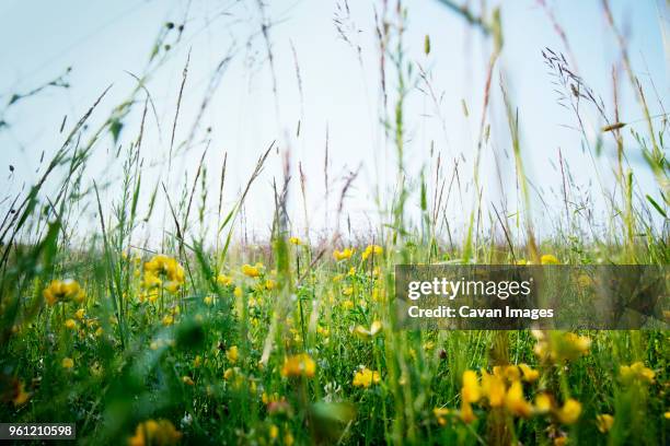 Minnesota Spring Background 244 Minnesota Spring Landscape Stock Photos, High-Res Pictures, and ...