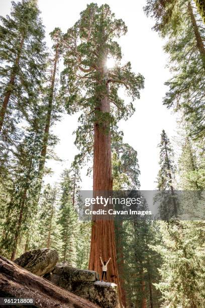 distant view of woman standing with arms outstretched by huge tree trunk at sequoia national park - california sequoia stock-fotos und bilder