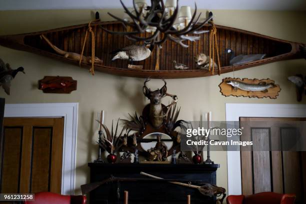 low angle view of various taxidermy on wall - hunting trophy stock-fotos und bilder